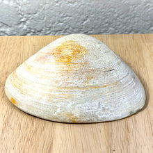 Seashell Catch-All