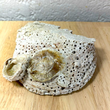 Seashell Catch-All