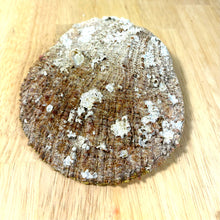 Seashell Catch-All