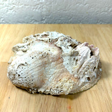 Seashell Catch-All